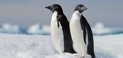 Zwei Pinguine in einer Schneelandschaft